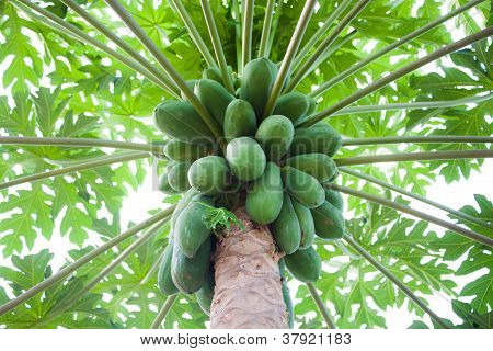 Papaya Tree