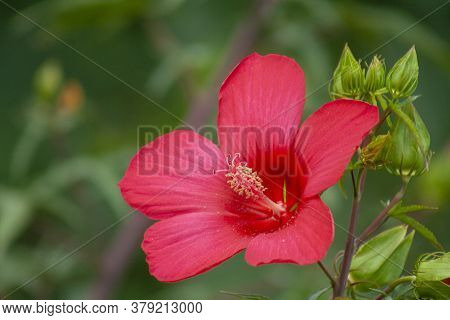 Bright Pink Large Flower Of Purple Hibiscus Hibiscus Rose Sinensis On Green Leaves Natural Backgroun
