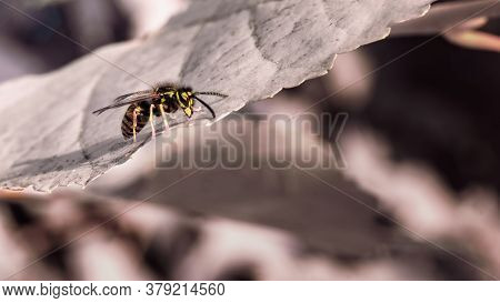 Single Wasp (vespula Germanica) Resting On The Leaf.