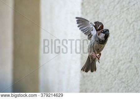 Single Male Sparrow Prepare For Landing. Horizontal Crop