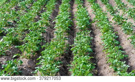 Potato Plantations Grow In Field. Field Of Rows Of Green, Young Potatoes. Natural, Healthy Food. Hil