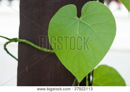 Green Leaf