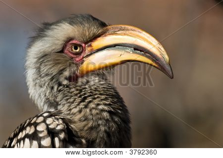 Southern Yellow Billed Hornbill