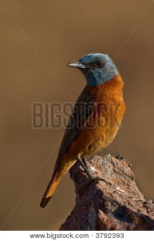Cape Rock-Thrush Male