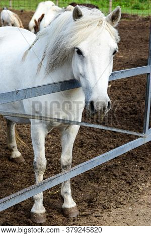 White Horse Close-up Portrait Of Summer On The Street. The Concept Of Development Of Agriculture
