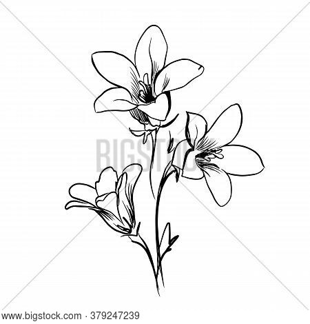 Flower Line Art. Minimalistic Contour Drawing. Line Art Work. Han Drawn Flower Illustration