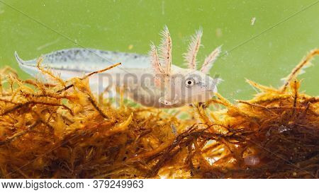 Danube Crested Newt Larva Swimming In Marsh Under The Water.