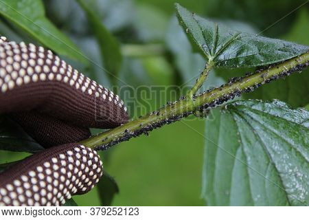The Picture Shows Many Aphids In The Garden