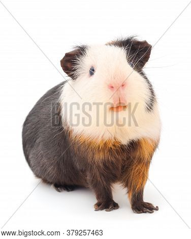 Guinea Pig Isolated On White Background. Funny, Guineapig.