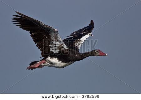 Spur-Winged Goose