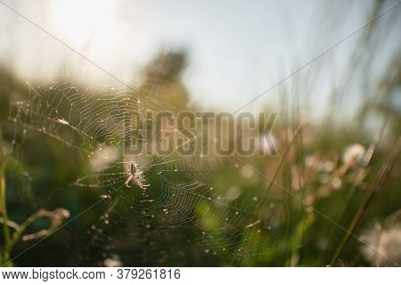 Spider On The Web Waiting For Victim. Oxyopes Salticus In The Nature. Danger Lynx Spider In The Wild