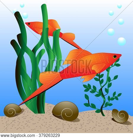 Illustration In Aquarium With Swordtails And Snails