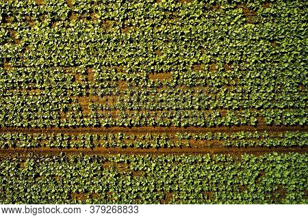 Cabage Crops In Rows On The Field On Summer Day. Aerial Agriculture Background