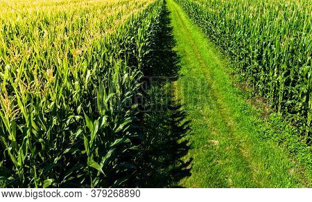 Low Altitude Aerial Photo Of Rows Of Maize Plant In Austria. Path Between Corn Fields