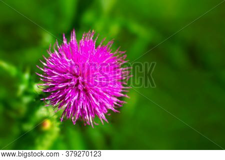 Silybum Or Milk Thistle. Close Up. Extracts Of Milk Thistle Have Been Recognized As 