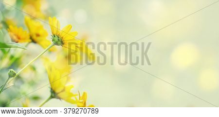 Thymophyllia,yellow Flowers, Natural Summer Background, Blurred Image. Panoramic Banner With Copy Sp