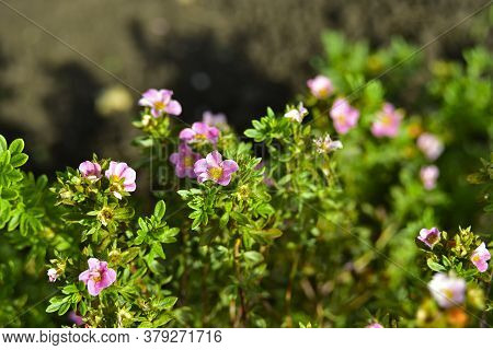 Pink Flowers Of Lapchatnika Bush Lapchatka (lat. Potentilla) In The Garden
