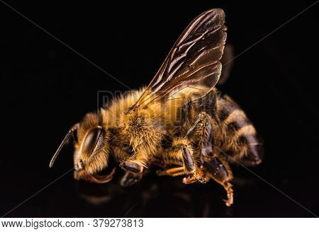 Closeup Of Dead Honey Bee On Black Background. Importance Of Bees For Economy As A Pollinator Of Foo