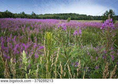 Pink Flowers Of Willow-herb (ivan Tea, Fireweed) In A Summer Field
