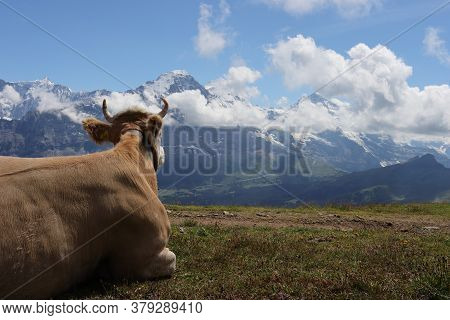 A Cow On Faulhorn Mountain Is Watching To The Eiger Mountain On The Other Side Of The Valley Of Grin