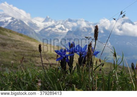 Gentian At Faulhorn Close To Grindelwald. Mountains In The Background.