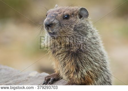 Adorable Young Groundhog (marmota Monax) Closeup Looking At Angle In Soft Beautiful Light