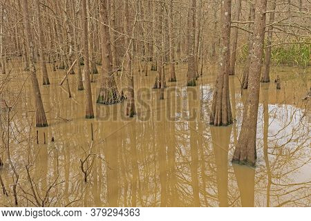 Cypress-tupelo Wetland Forest On Lake Anahuac In Texas