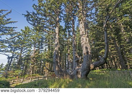 The Octopus Tree On The Coast In Cape Meares State Park In Oregon