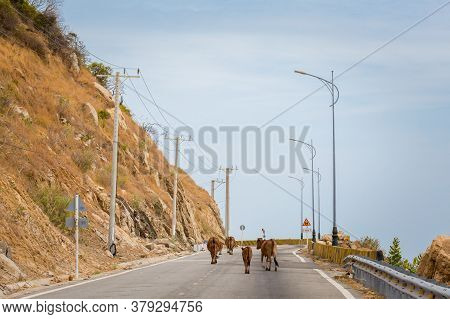 Cows In Vietnam Ocean Road From Mui Ne To Phan Rang