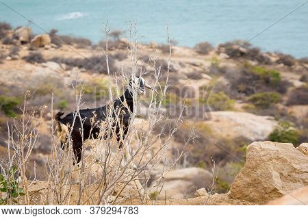 Goat In Vietnam Ocean Road From Mui Ne To Phan Rang