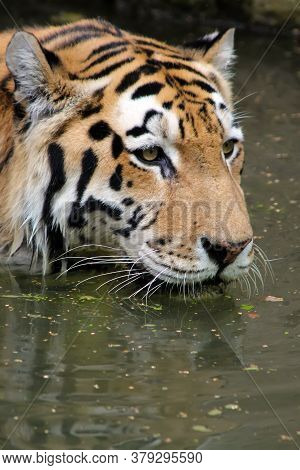 The Tiger Is Swimming. Tiger In The Water Close-up. Tiger Head