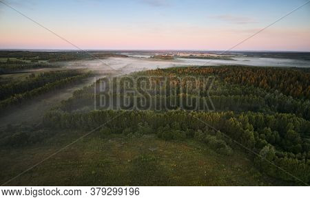 Foggy Morning Forest