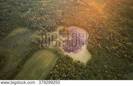 Swamp In Forest Background