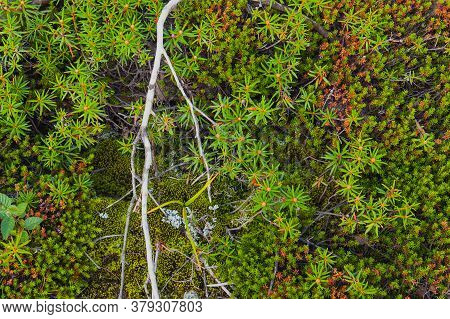 Reindeer, Deer Or Caribou Moss Is A Fungus Or Lichen Growing Primarily In Tundra And Are Extremely C