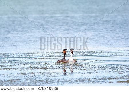 Two Waterfowl Birds Great Crested Grebes Swim In The Lake. The Great Crested Grebe, Podiceps Cristat