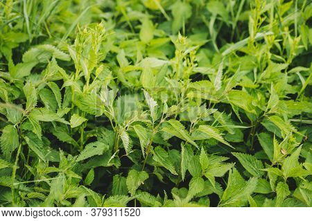 Twigs Of Wild Plant Nettle - Stinging Nettle - Urtica Dioica In Summer Spring Meadow. Close Up.