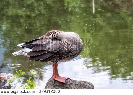 The Wild Greylag Goose Standing On The Green Shore Of The Pond And Cleans Its Feathers. The Greylag 