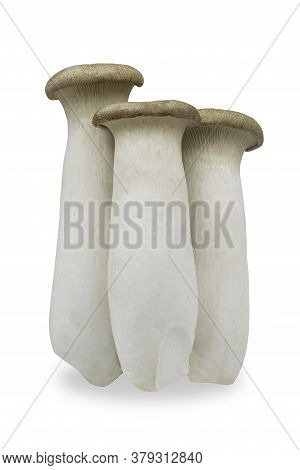 Group Of Organic Raw King Oyster Mushroom Or Pleurotus Eryngii On White Isolated Background With Cli