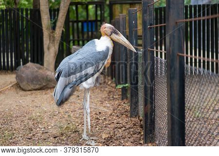 Portrait Of Lesser Adjutant And Scientific Name Leptoptilos Javanicus In Zoo.