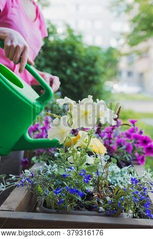 Young Caucasian Woman Gardener Planting Flowers In Wooden Container Pot Outside, Outdoors Planting L