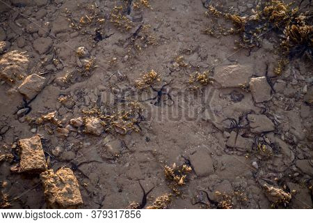 A Small Black Starfish In Sea Water