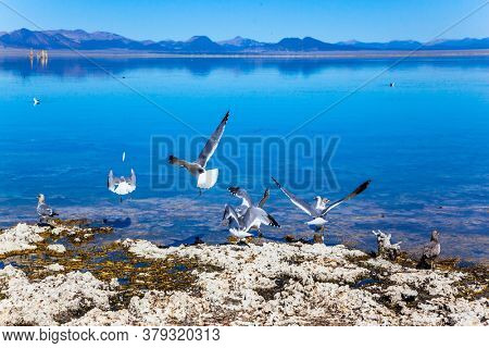 Picturesque Mono Lake with lime-tuff towers. USA. Evening by the lake. Great number of various birds nest on coast. The concept of active, ecological, exotic and photo tourism