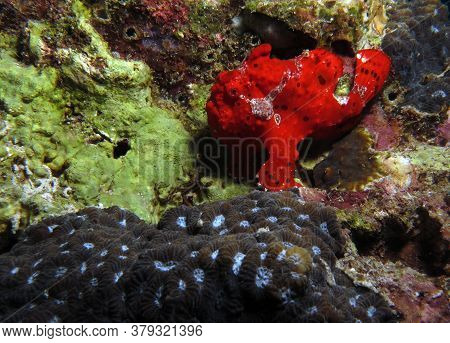 Red Painted Frogfish Antennarius Pictus Cebu Philippines