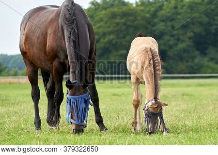 A Valk Color Foal And A Brown Mare In The Field, Wearing A Fly Mask, Pasture, Horse