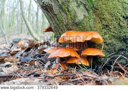 Closeup Shot Of Edible Mushrooms Known As Winter Mushroom Or Golden Needle (flammulina Velutipes)
