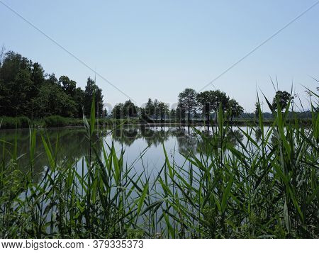 Reed On Landscapes Of Breeding Pond In European Goczalkowice Town At Silesian District In Poland. Cl