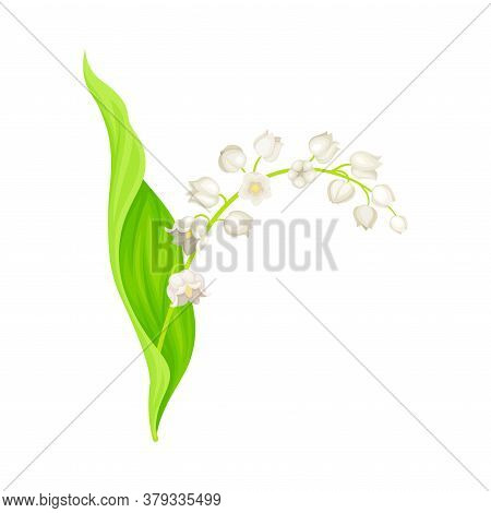 Lily Of The Valley Or May Bells With Oblong Green Leaf And Pendent Bell-shaped White Flowers Vector 