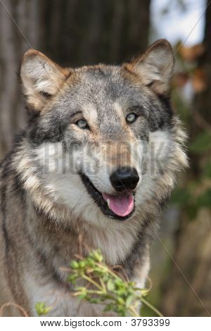 Wolfportrait