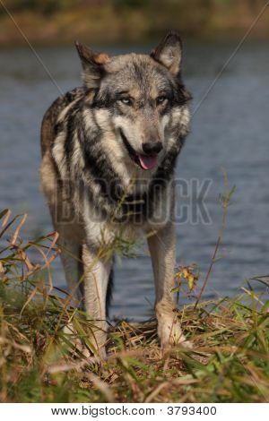 Wolfportrait