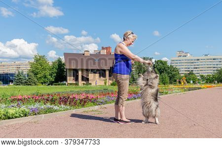 Middle-aged Woman Trains A Keeshond Dog In A City Park Near A Flower Bed. The Dog Stands On Its Hind